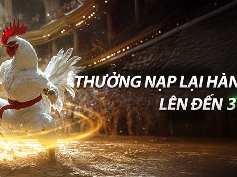 Chi tiết hoàn trả hàng ngày rr88